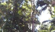 NorthCoast rainforest trees