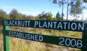 Blackbutt Plantation, established 2008