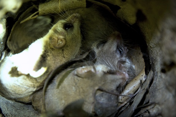 Feathertail Gliders in their nest box