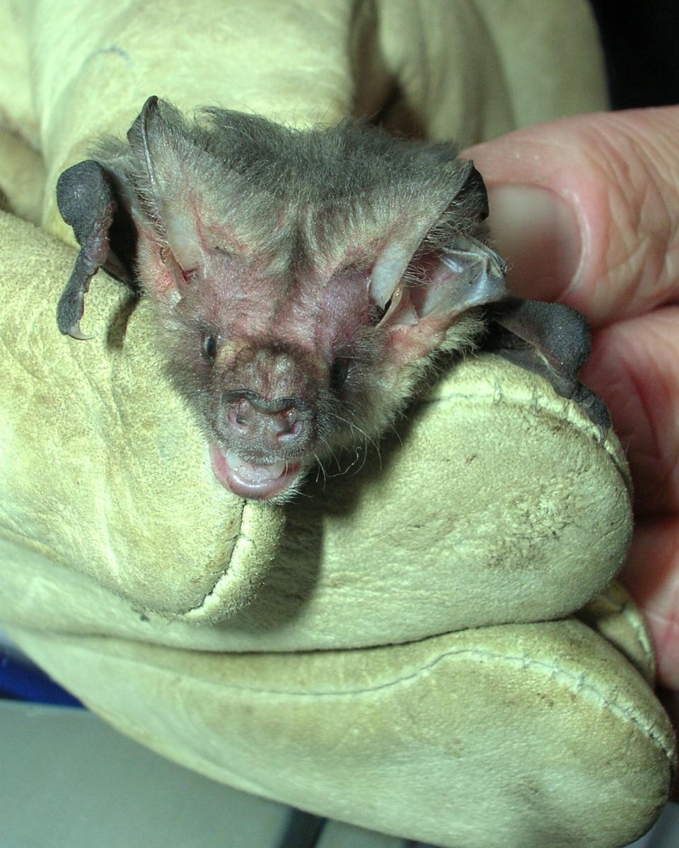 Lesser Long-Eared Bat