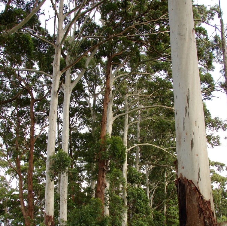 Image Flooded Gum 29 July, 2014.jpg