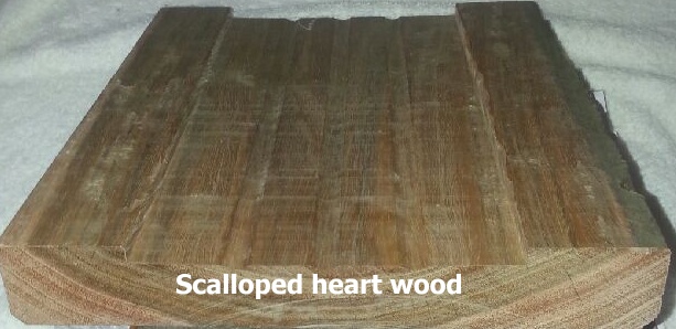 Ironwood Scalloped heartwood.jpg