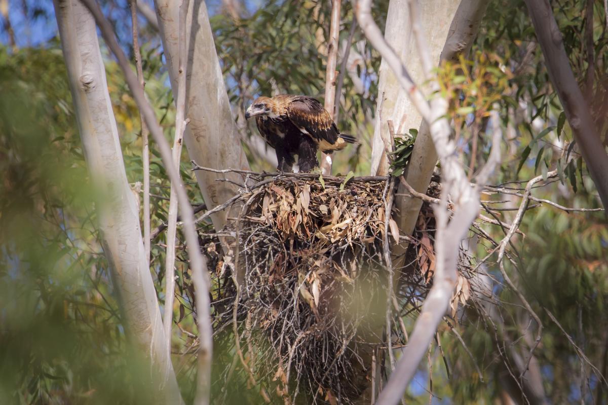 medium_HRM held by B Law Styx River SF.JPG