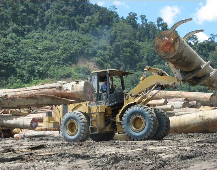 illegal logging 2 June, 2013.jpg