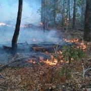 large_Hazard Reduction burning, Kiwarrak State Forest, June, 2013.jpg