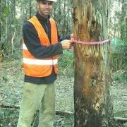 large_Ian Leslight- Silviculture tree marking.jpg