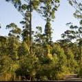 medium_Forest Regeneration - Greens Highway 20 December, 2012_0.jpg