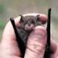medium_Image, Eastern Horshoe Bat 9 feb, 2014.jpg