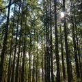 medium_Trees, regrowth 4,  in Upper Hastings 23 July, 2013.jpg