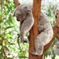 medium_koala image, 21 June, 2013.jpg